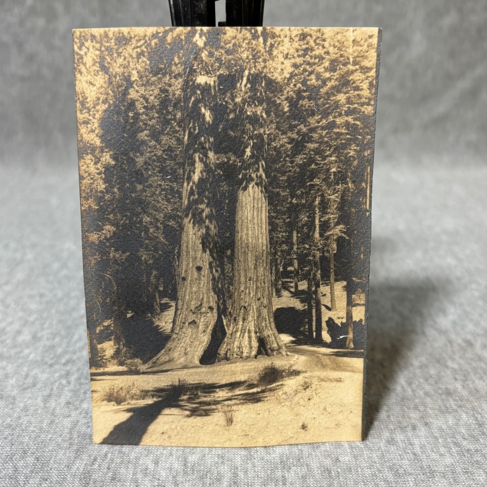Vintage Sequoia Giant Redwood Tree Photo Print California Nature Americana